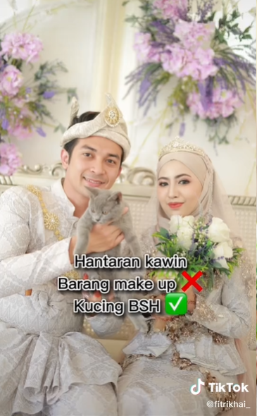 curi perhatian pria ini berikan seekor kucing bsh untuk hantaran pernikahannya