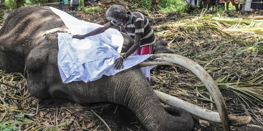 Kematian Gajah Tersuci di Sri Lanka
