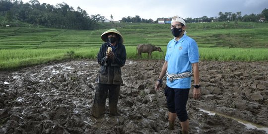 Turun ke Sawah, Sandiaga Minta Petani di Majalengka Rawat Budaya Bajak Tradisional