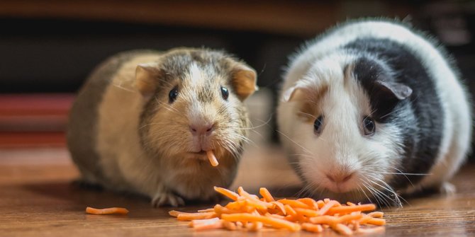 9 Jenis Hamster Unik untuk Hewan Peliharaan serta Cara Merawatnya