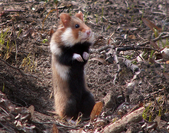 european hamster atau hamster eropa