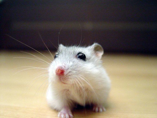 pearl winter white russian dwarf hamster