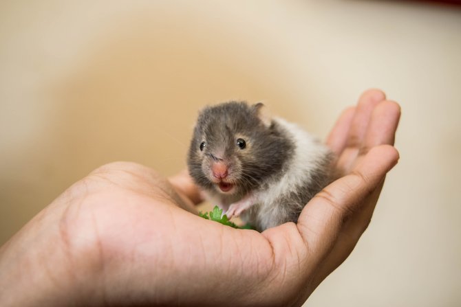 hamster sebagai hewan peliharaan di rumah