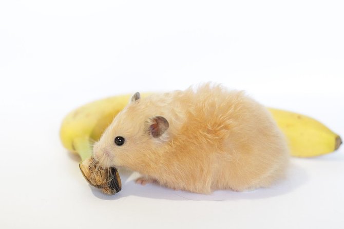 long hair pet syrian hamster