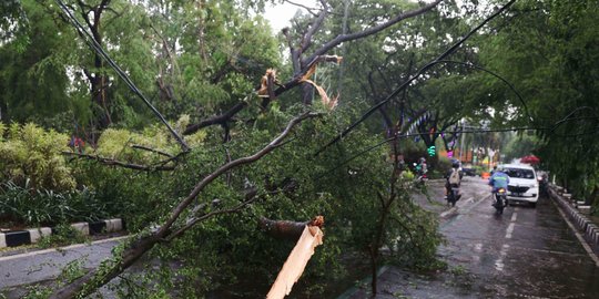 Pohon Tumbang Akibat Hujan Lebat Di Jakarta Hari Ini Merdeka Com