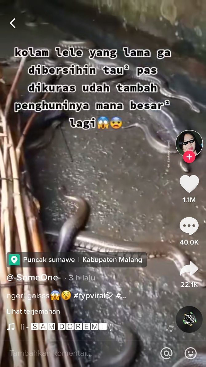 kolam jadi sarang ular