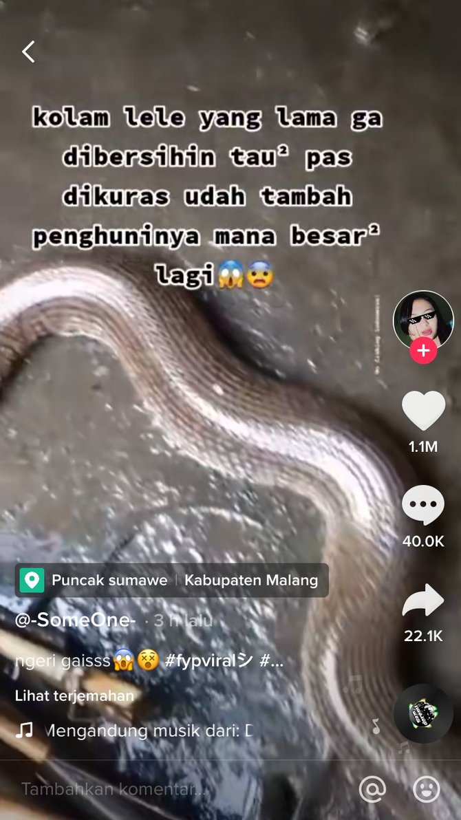 kolam jadi sarang ular