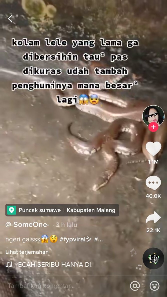 kolam jadi sarang ular