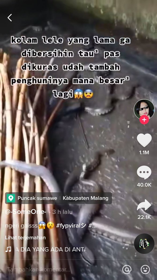 kolam jadi sarang ular