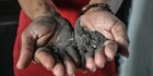 Duka Warga Rusunawa Marunda Tercemar Polusi Debu Batu Bara