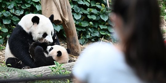 Lucunya Le Le, Anak Panda Raksasa Pertama yang Lahir di Singapura