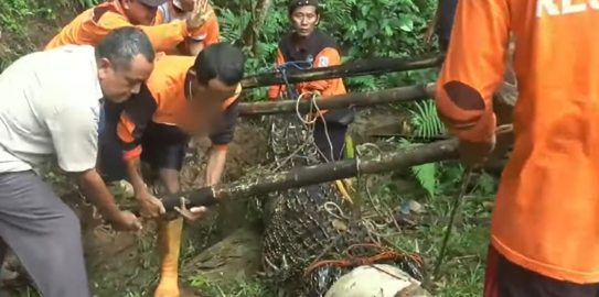 Pengelola Panik, Buaya di Tempat Wisata Ini Lepas dan Dekati Kandang Monyet