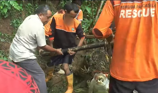 buaya lepas di objek wisata seribu akar jepara