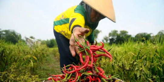 Produsen Pastikan Mahalnya Harga Cabai Hanya Sementara Imbas Musim Hujan