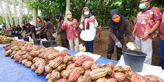 Festival Coklat Glenmore, Angkat Potensi Banyuwangi Penghasil Coklat Terbaik Dunia