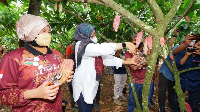 festival coklat glenmore di banyuwangi