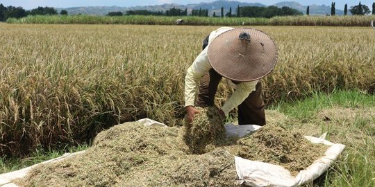 Dukung Petani, Erick Thohir Kawinkan Program Makmur dengan KUR