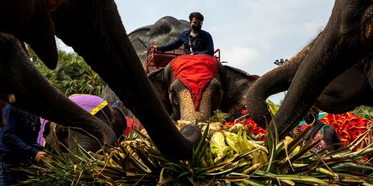 Saat Gajah-Gajah Thailand Pesta Makan Buah Sepuasnya di Pattaya