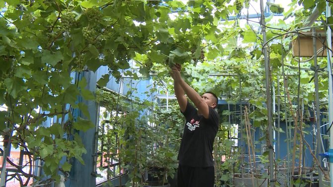 kebun anggur di teras rumah