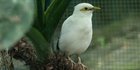 Jenis Burung Jalak Putih Asli dan Karakteristiknya, Jangan Sampai Tertipu di Pasaran