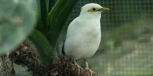 Fungsi Kantong Udara pada Burung, Ketahui Cara Kerja dan Anatominya |  merdeka.com