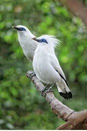 jenis burung jalak putih