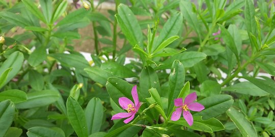 Cara Mengolah Akar Ginseng Jawa dan Manfaatnya