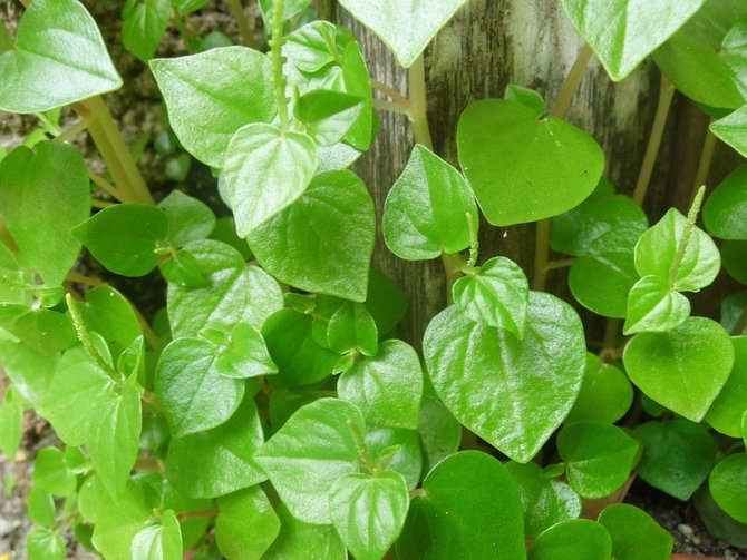 13 manfaat daun sirih cina bagi kesehatan mengatasi arthritis hingga kanker
