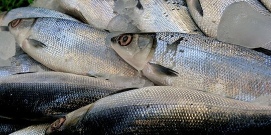 Manfaat Ikan Bandeng untuk Kesehatan Tubuh