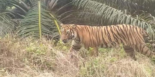 Viral Foto Harimau Berkeliaran di Kebun Sawit Siak, BKSDA Riau Tegaskan Hoaks