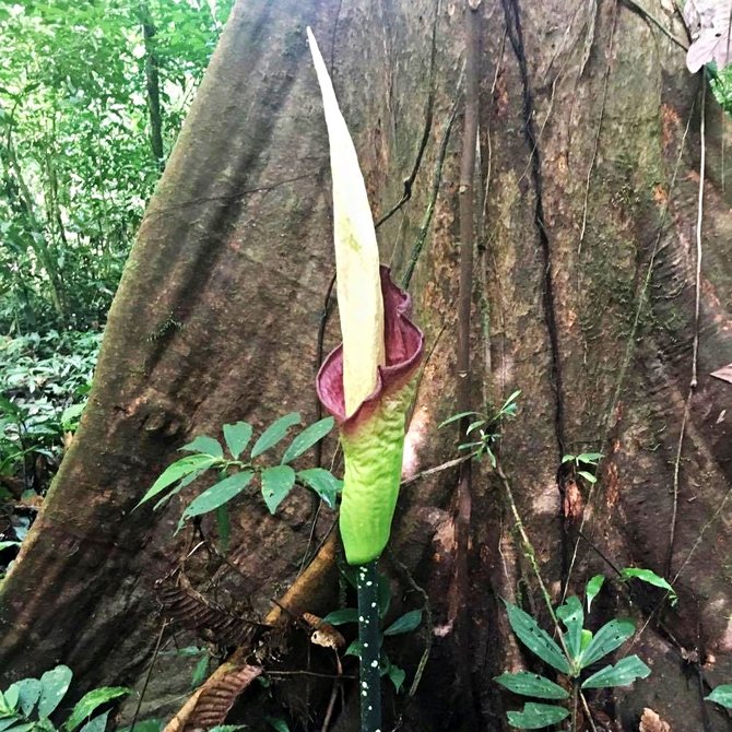 bunga bangkai amorphophallus hewittii