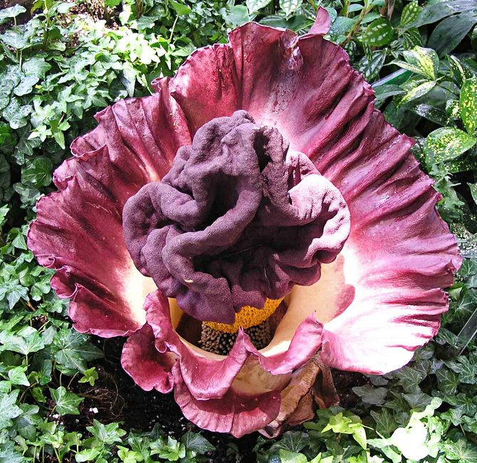 bunga bangkai amorphophallus peoniifolius di hong kong park