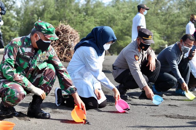 lepas tukik tandai dibukanya destinasi banyuwangi