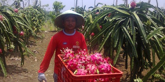 3 Fakta Petani di Banyuwangi Makin Sejahtera, Hasil Panen Diekspor ke Mancanegara