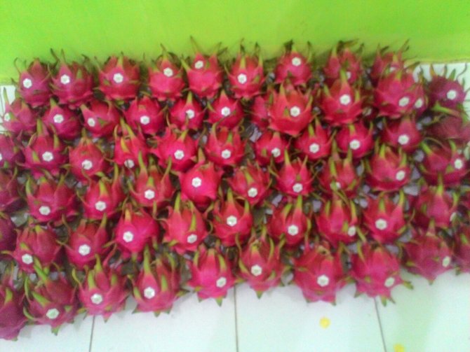 buah naga banyuwangi