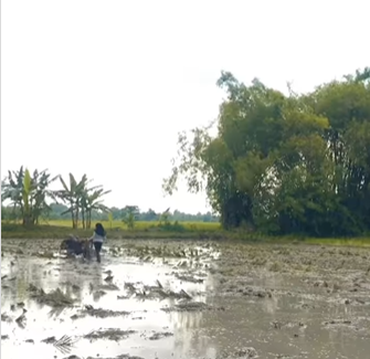 gadis ponorogo membajak sawah pakai traktor