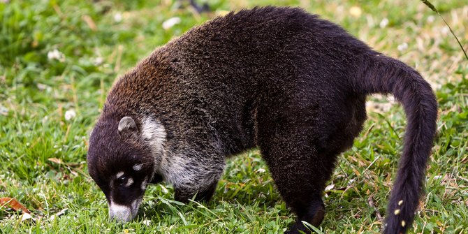 Makanan Musang Rase dan Pandan yang Paling Disukai, Bisa Bikin Gemuk & Sehat