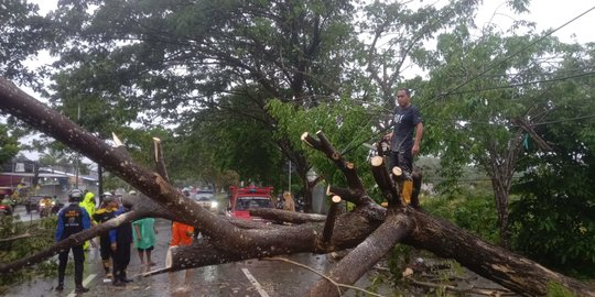 Hujan dan Angin Kencang di Samarinda, Pemotor Tewas Tertimpa Pohon Tumbang