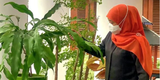 Banyak Bunga Wijaya Kusuma di Rumah Dinas Gubernur Jatim, Khofifah Ungkap Filosofinya