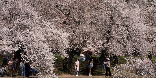 Keindahan Bunga Sakura Bius Warga Washington