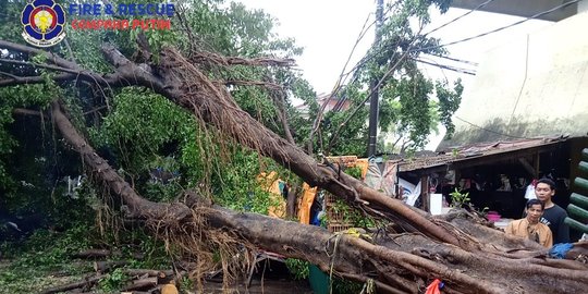 Hujan Deras Disertai Angin Kencang di Jakarta, Sejumlah Pohon Tumbang