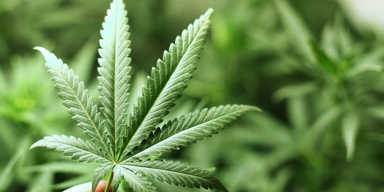 Miliki Ganja, 5 WN Papua Nugini Ditangkap di Jayapura