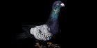 3 Jenis Burung Dara Berdasarkan Warna, Pahami Karakter Aduan dan Peliharaan