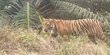 Buru Harimau Pemangsa Hewan Ternak Warga, BKSDA Jambi Pasang Kamera Pengintai