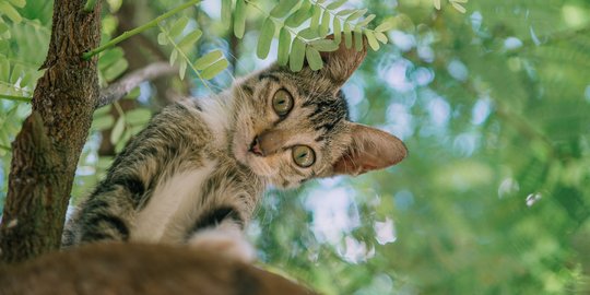 CEK FAKTA: Tidak Benar Tentara Ukraina Latih Kucing untuk Deteksi Penembak Rusia