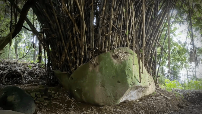 bambu tumbuh di atas batu di sindangkerta majalengka