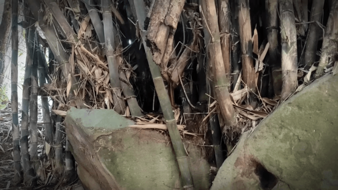 bambu tumbuh di atas batu di sindangkerta majalengka