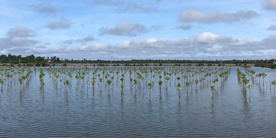 40.000 Bibit Bakau Ditanam di Hutan Mangrove Buleleng Bali