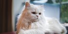 5 Cara Mengawinkan Kucing Ras Persia, Lengkap dengan Faktornya & Ciri-Ciri Hamil