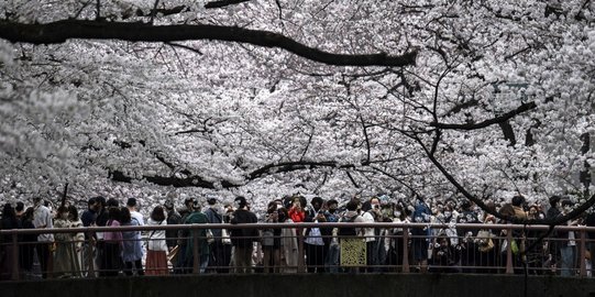 Keindahan Bunga Sakura Bermekaran di Tokyo
